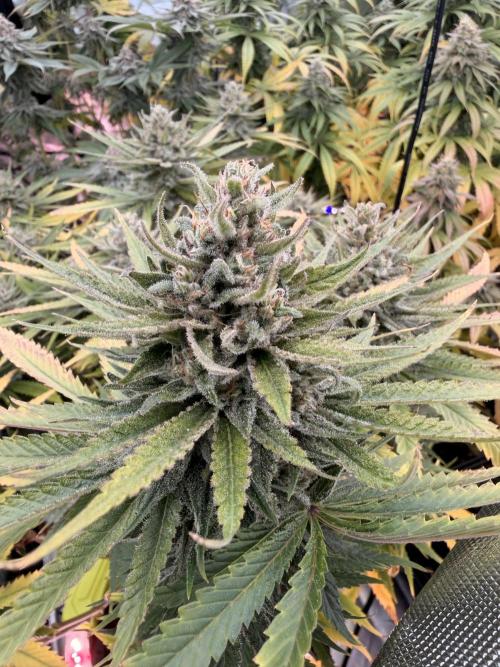 Tinfoil Hat & Cherry Burger. Week 12