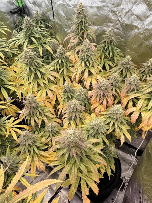 Tinfoil Hat & Cherry Burger. Week 12