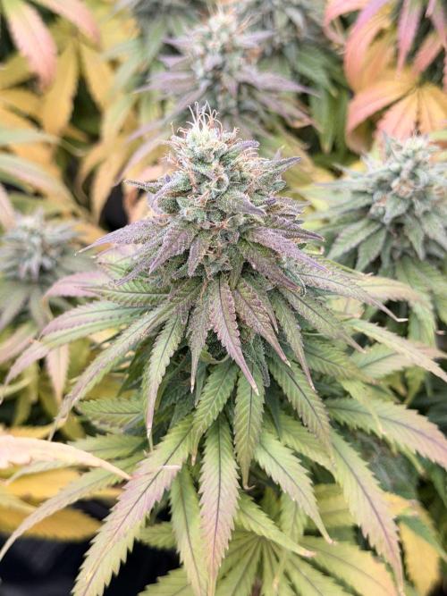 Tinfoil Hat & Cherry Burger. Week 12