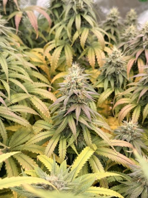 Tinfoil Hat & Cherry Burger. Week 12