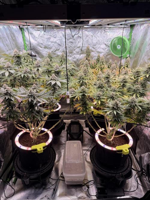 Tinfoil Hat & Cherry Burger. Week 12
