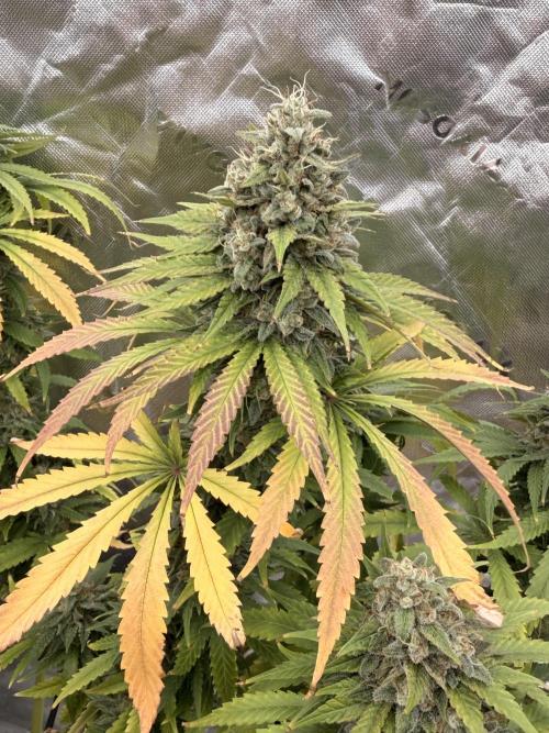 Tinfoil Hat & Cherry Burger. Week 13