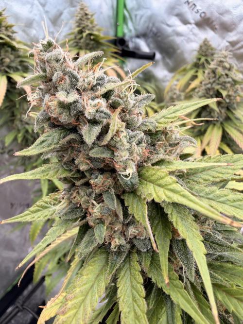 Tinfoil Hat & Cherry Burger. Week 13