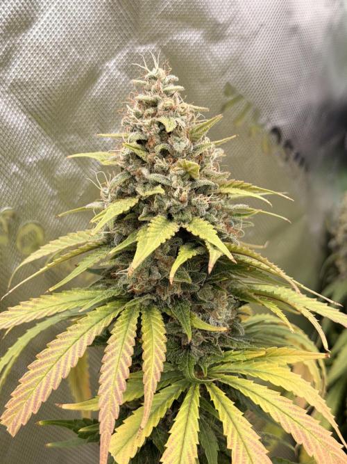 Tinfoil Hat & Cherry Burger. Week 13