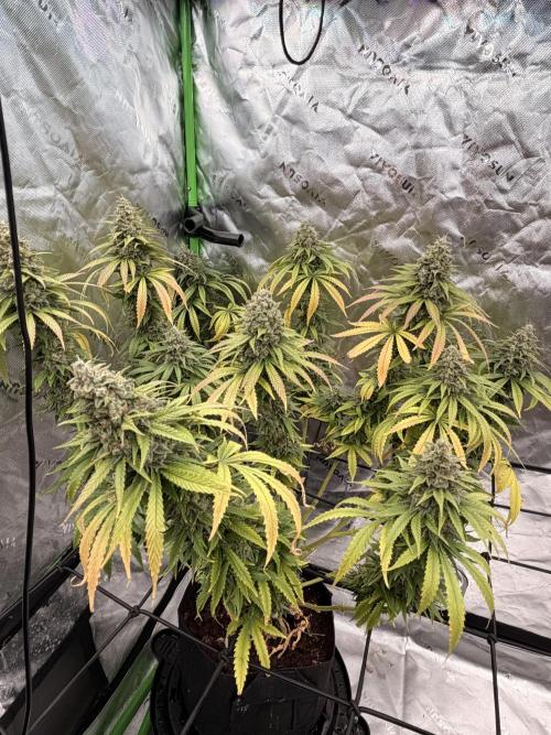 Tinfoil Hat & Cherry Burger. Week 13