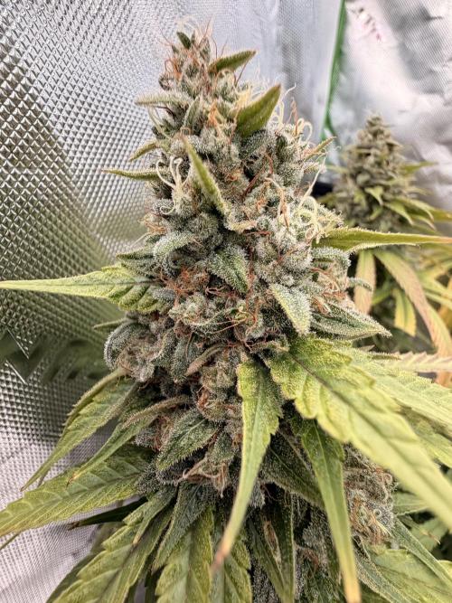 Tinfoil Hat & Cherry Burger. Week 13