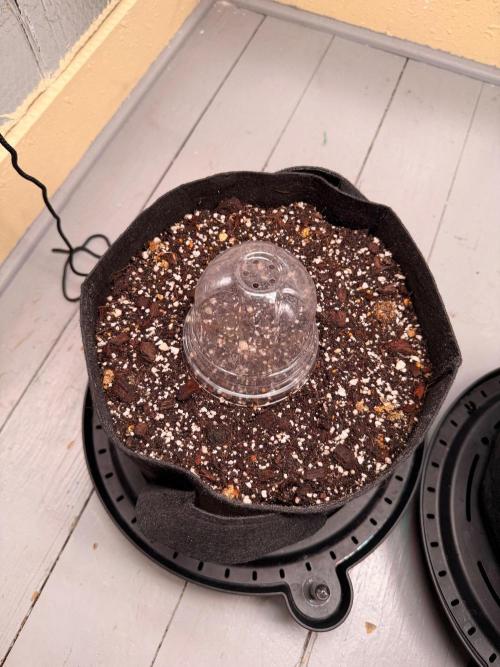 Hash Burger-Seedsupreme.com. Week 0