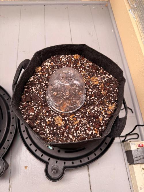 Hash Burger-Seedsupreme.com. Week 0