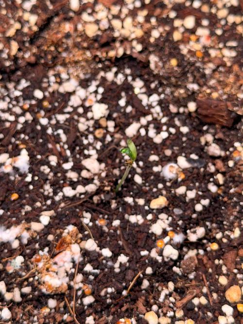 Hash Burger-Seedsupreme.com. Week 0