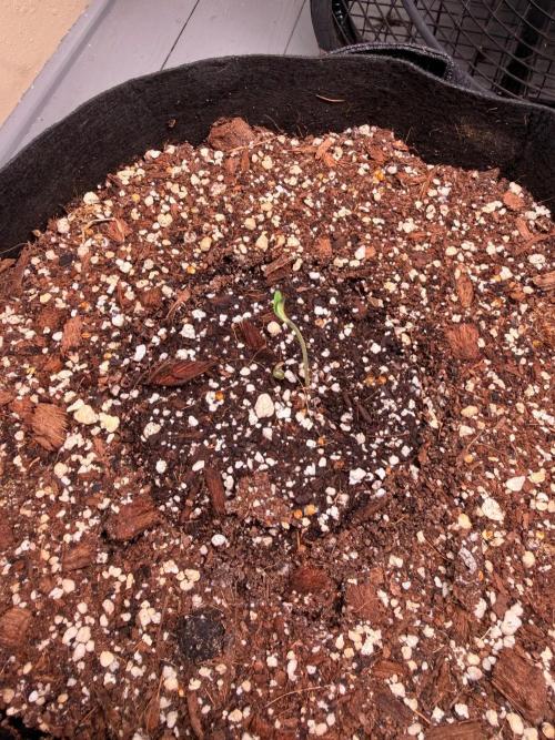 Hash Burger-Seedsupreme.com. Week 0