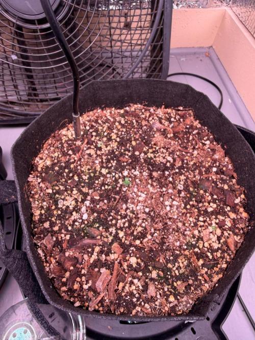 Hash Burger-Seedsupreme.com. Week 1