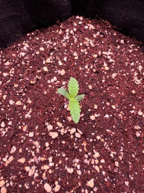 Hash Burger-Seedsupreme.com. Week 1