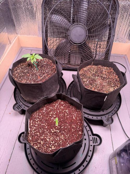 Hash Burger-Seedsupreme.com. Week 1