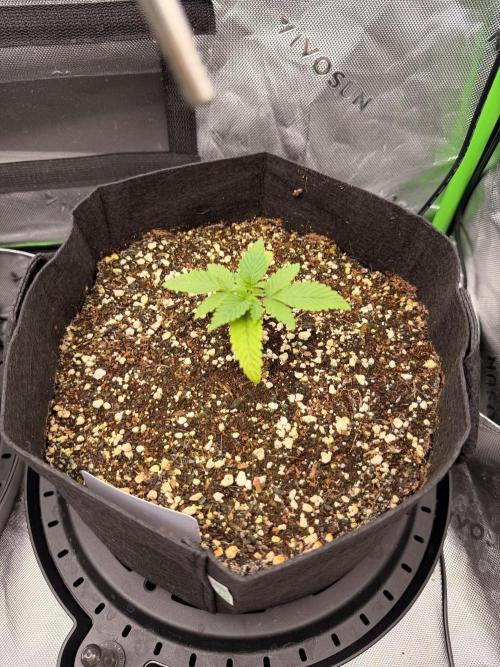 Hash Burger-Seedsupreme.com. Week 2