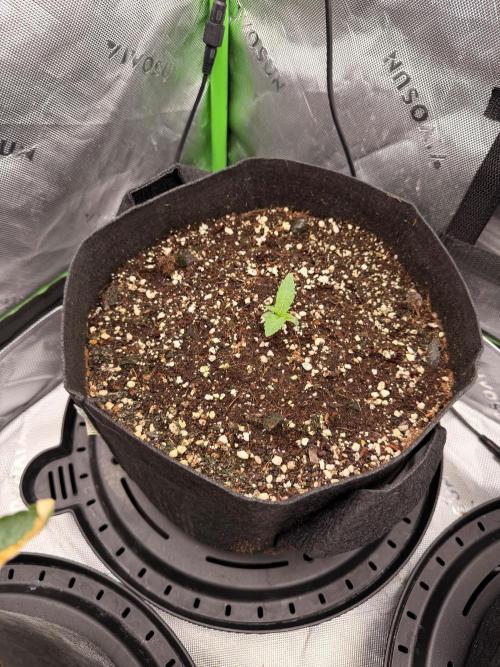 Hash Burger-Seedsupreme.com. Week 2