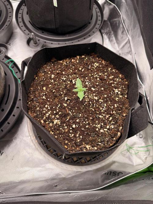 Hash Burger - seedsupreme.com. Week 1