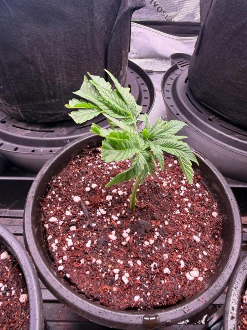 Hash Burger Clones. Week 1