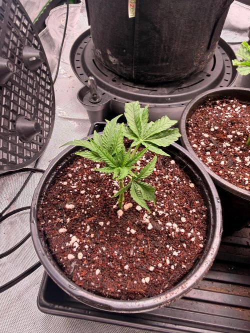 Hash Burger Clones. Week 1