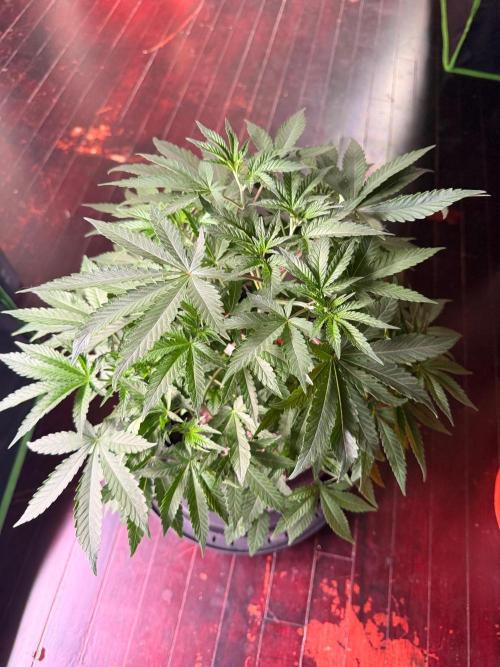 Hash Burger Clones. Week 1 - Mother plant