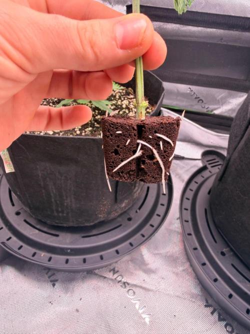 Hash Burger Clones. Week 1