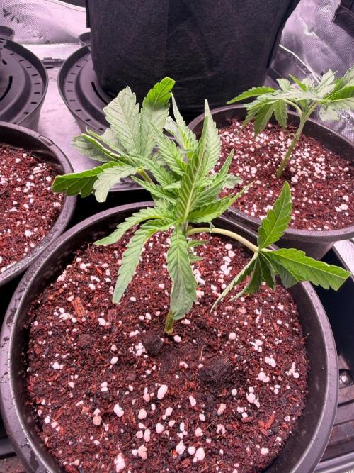 Hash Burger Clones. Week 1