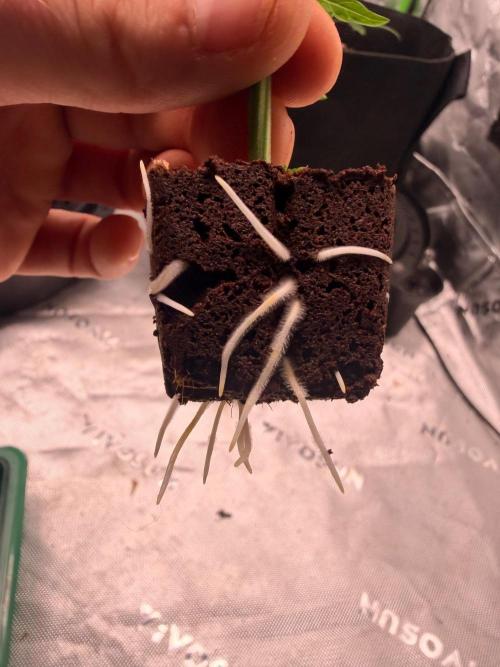Hash Burger Clones. Week 1