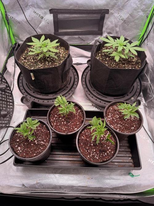 Hash Burger Clones. Week 1