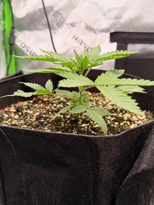 Hash Burger. Week 2