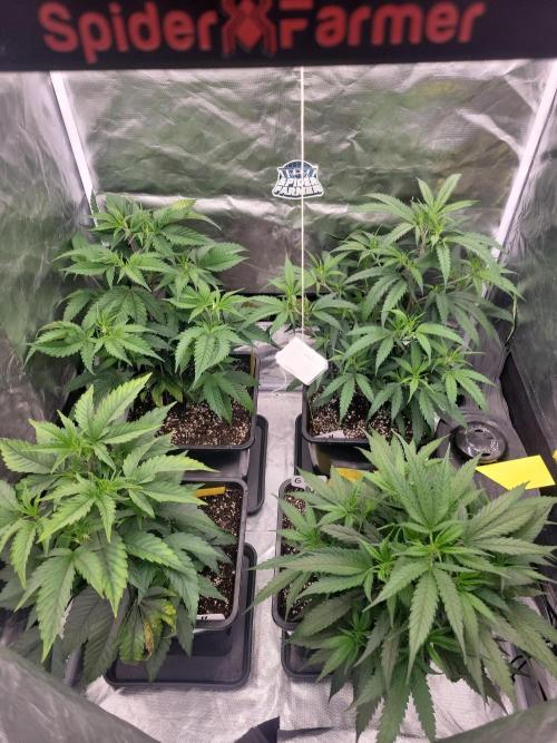 Winter is coming . Week 5 - D23v