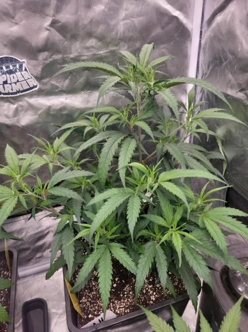 Winter is coming . Week 5 - AH