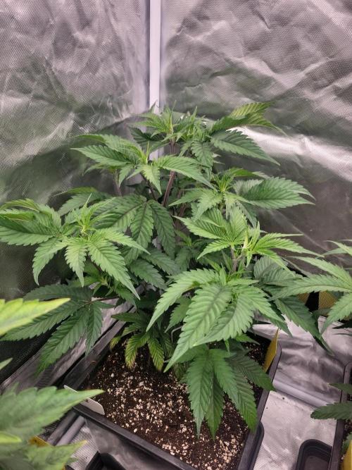 Winter is coming . Week 5 - BB