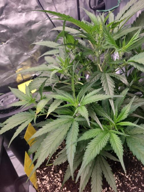 Winter is coming . Week 5 - GSK