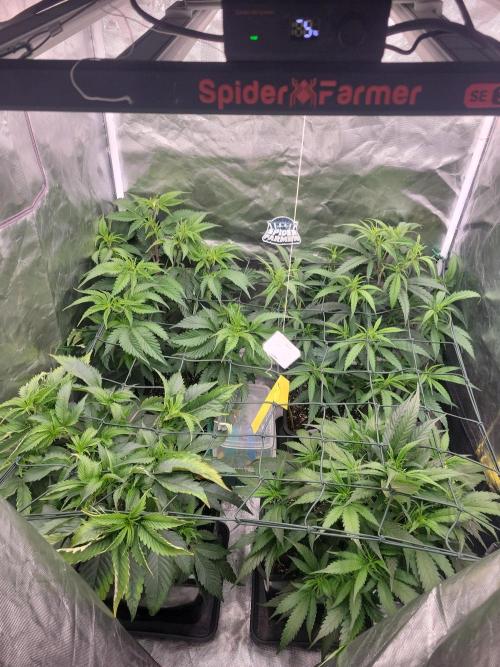 Winter is coming . Week 5 - D28v