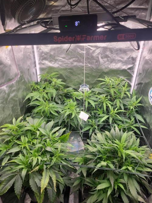 Winter is coming . Week 6 - D31 FD2