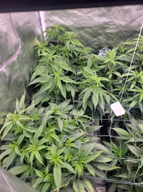 Winter is coming . Week 6 - D34 FD6
