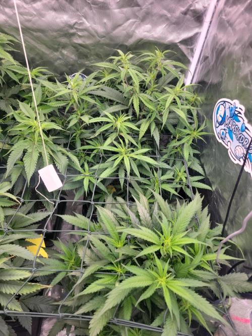 Winter is coming . Week 6