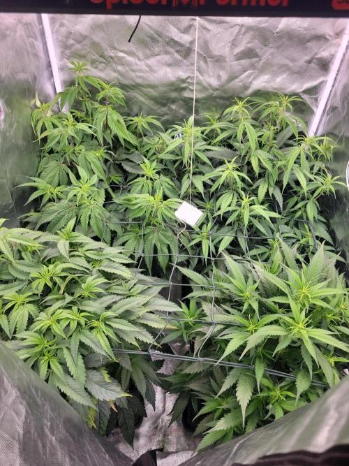 Winter is coming . Week 6 - D36 FD7