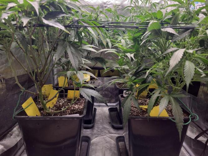 Winter is coming . Week 6