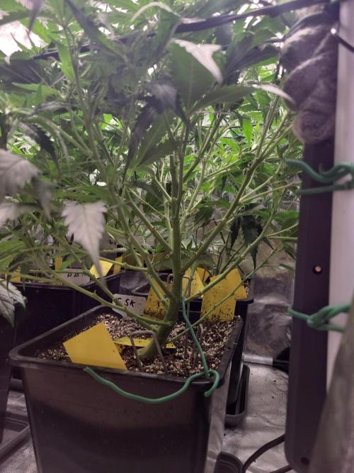 Winter is coming . Week 6 - Gorilla Skittelz 