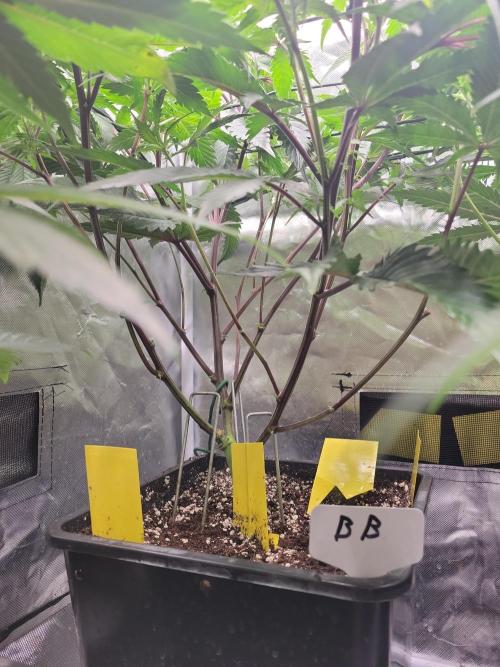 Winter is coming . Week 6 - Bruce banner