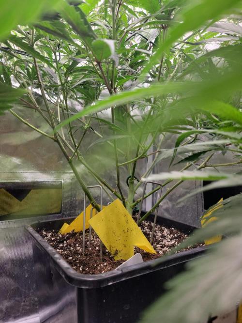 Winter is coming . Week 6 - Amnesia haze