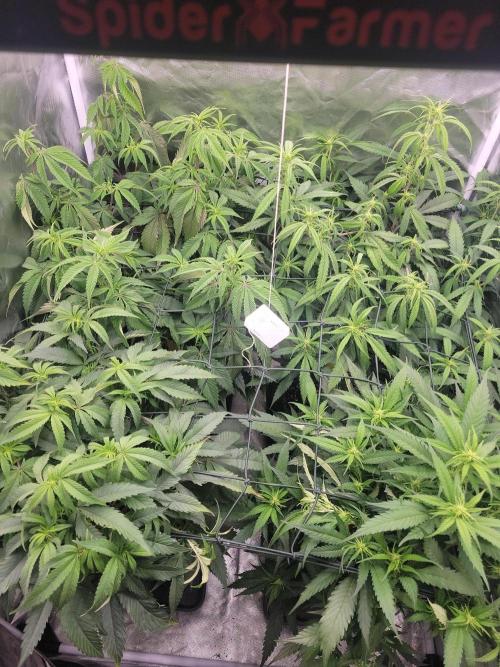 Winter is coming . Week 7 - Day 38 F9