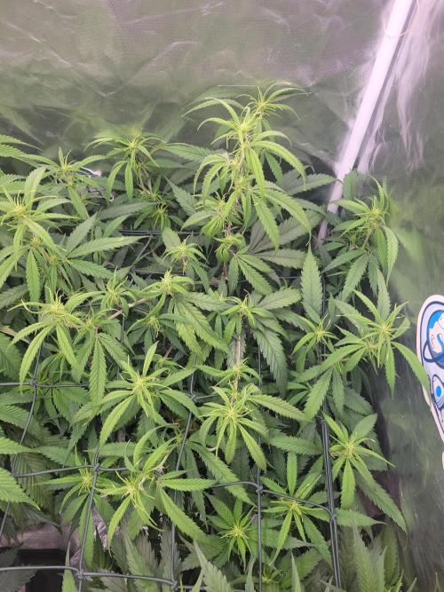 Winter is coming . Week 7 - Ah