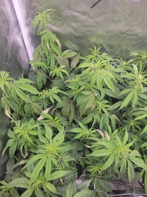 Winter is coming . Week 7 - Bb