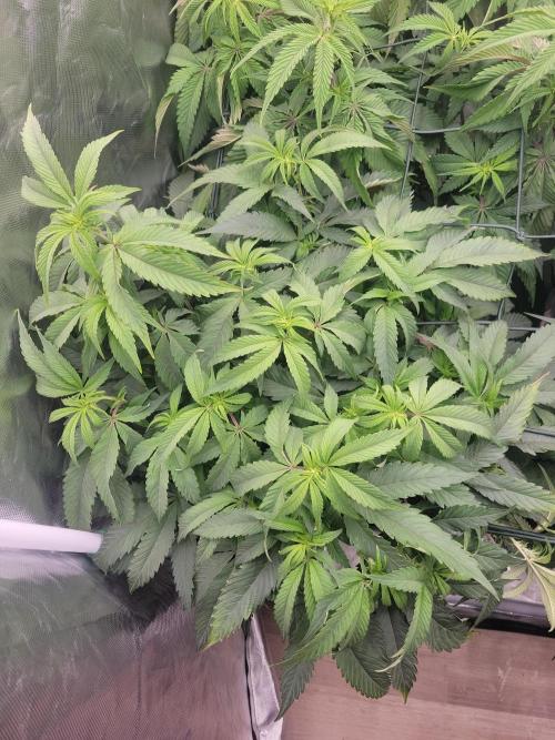 Winter is coming . Week 7 - Ph