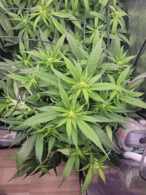 Winter is coming . Week 7 - GSK