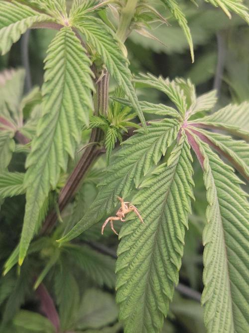 Winter is coming . Week 7 - Friend 🙏