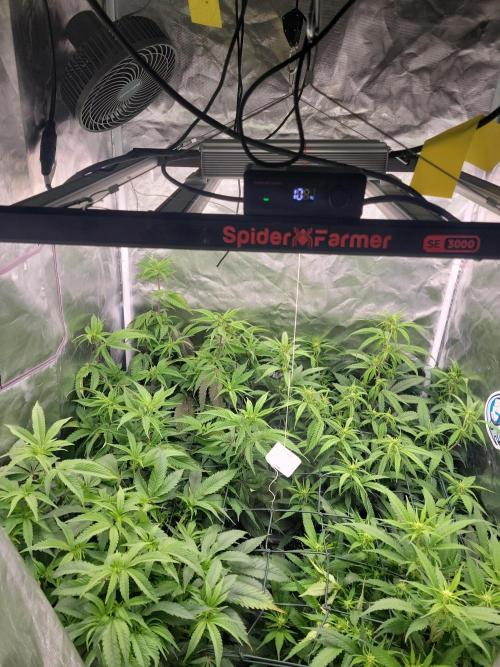 Winter is coming . Week 7 - D40 F11