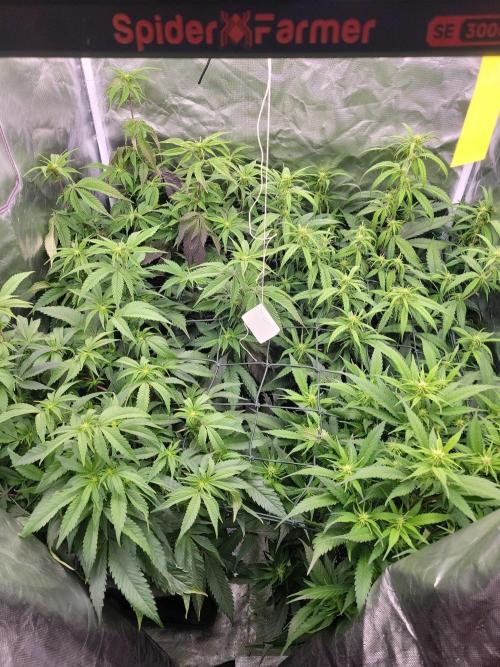 Winter is coming . Week 7 - D43 F14