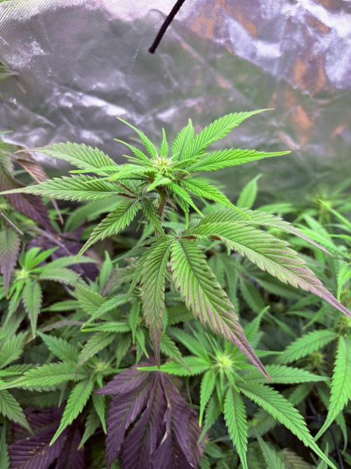 Winter is coming . Week 7 - Turning purple 💜